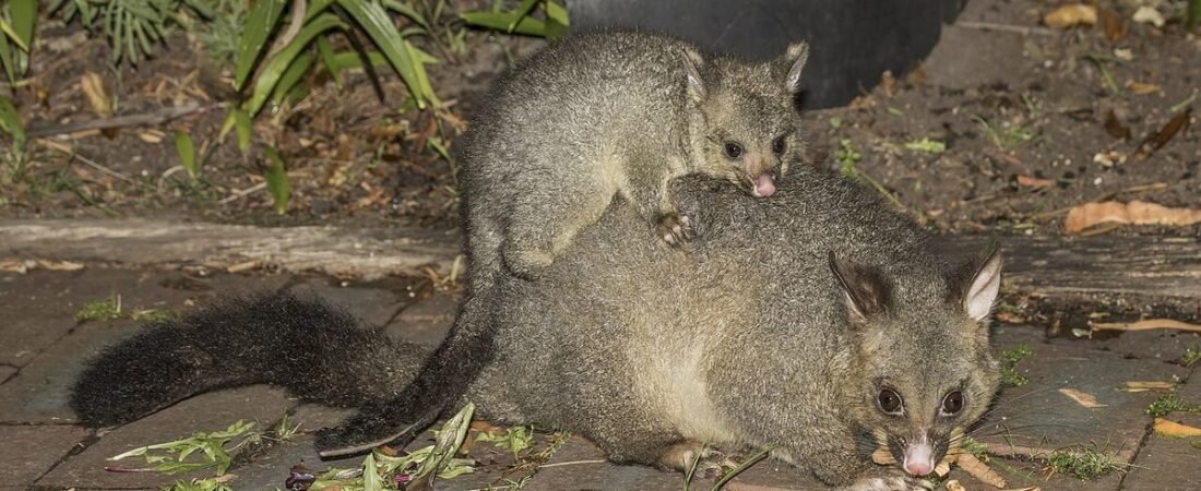 What Possum Removal Actually Costs in Melbourne (And What Drives the Price)