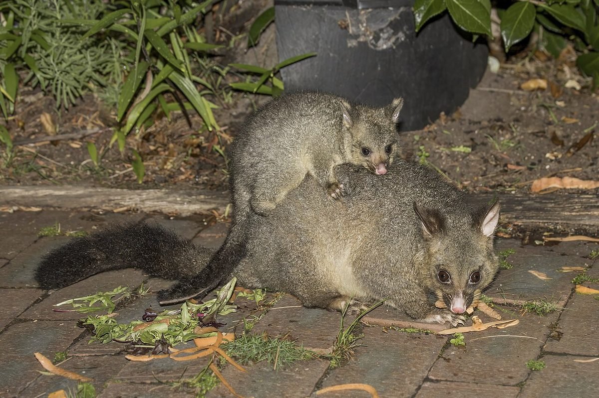 Adult brushtail possum carrying a joey - relocation is illegal in Victoria, which affects removal cost