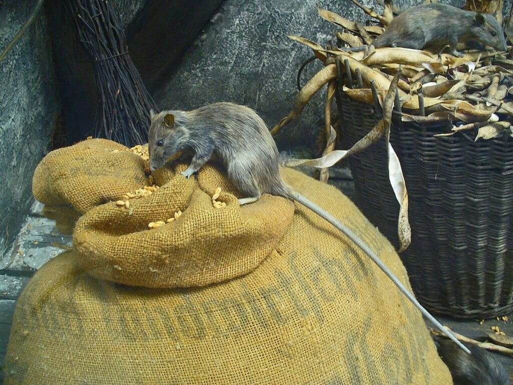 Black rat (Rattus rattus), the species most often found dead in Melbourne roof cavities