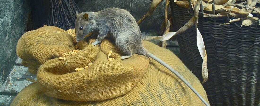 Dead Rat in the Roof: How to Locate It Without Cutting Open the Ceiling